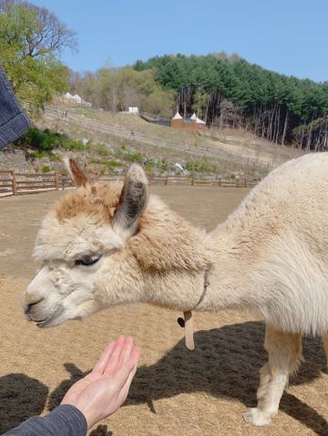 南怡島とアルパカワールド照片8